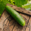 Komkommerzaden 'Tanja' - 10 biologische zaden