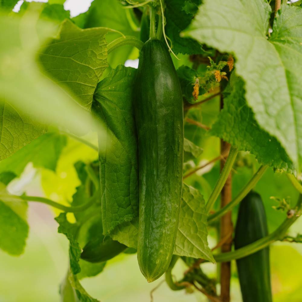 Komkommerzaden 'Telegraph Improved' - 10 biologische zaden
