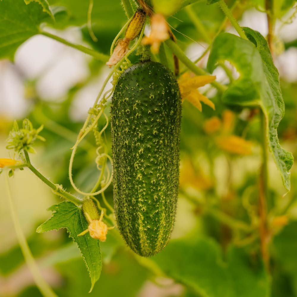 Komkommerzaden 'Vorgebirgstrauben' - 10 biologische zaden