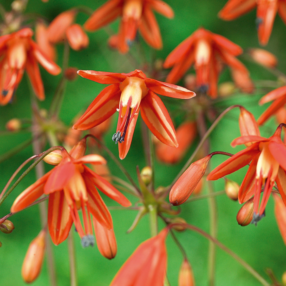 Koraaldruppel, Bessera elegans