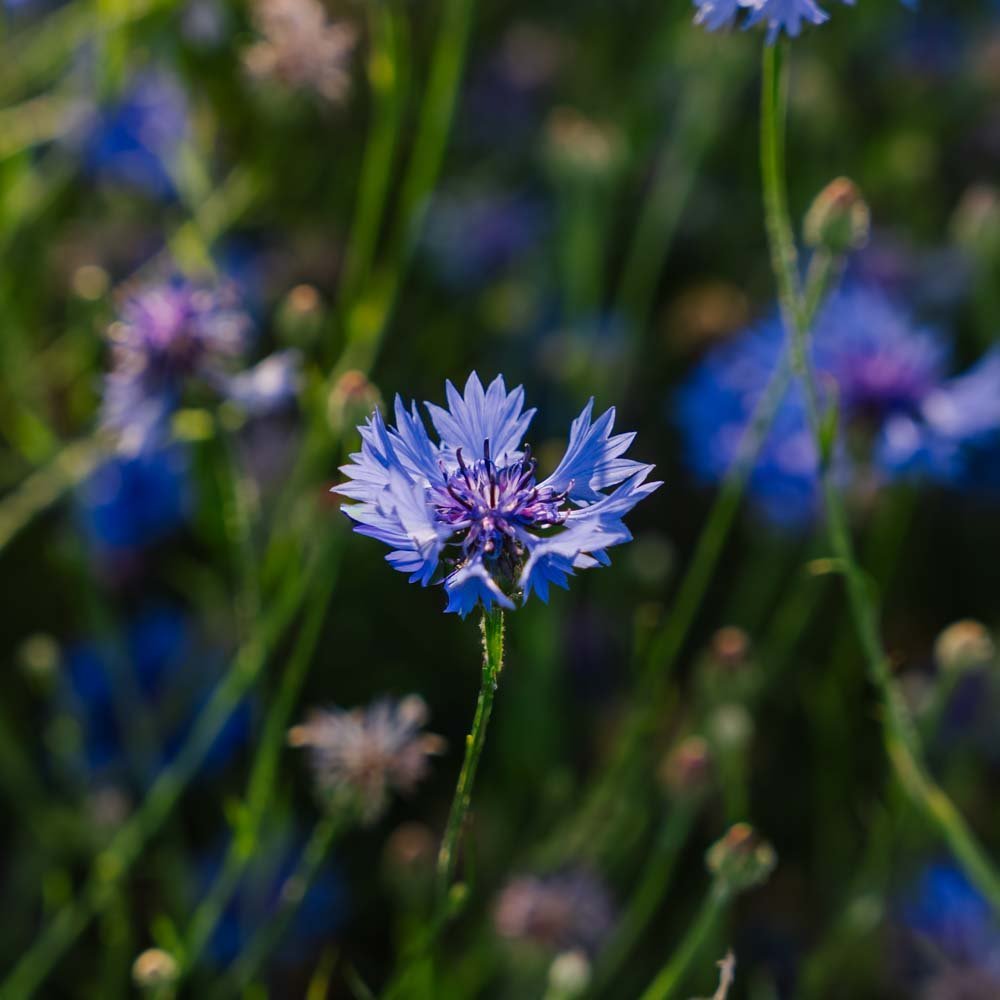 Korenbloemzaden 'Cornflower' - 120 biologische zaden