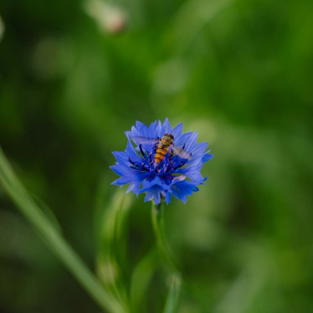 Korenbloemzaden 'Cornflower' - 120 biologische zaden