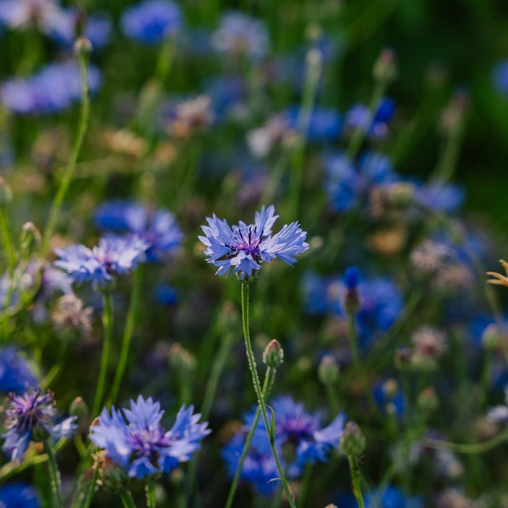 Korenbloemzaden 'Cornflower' - 120 biologische zaden