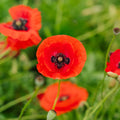 Korenvalmuezaden 'Poppy Mix' - 700 biologische zaden
