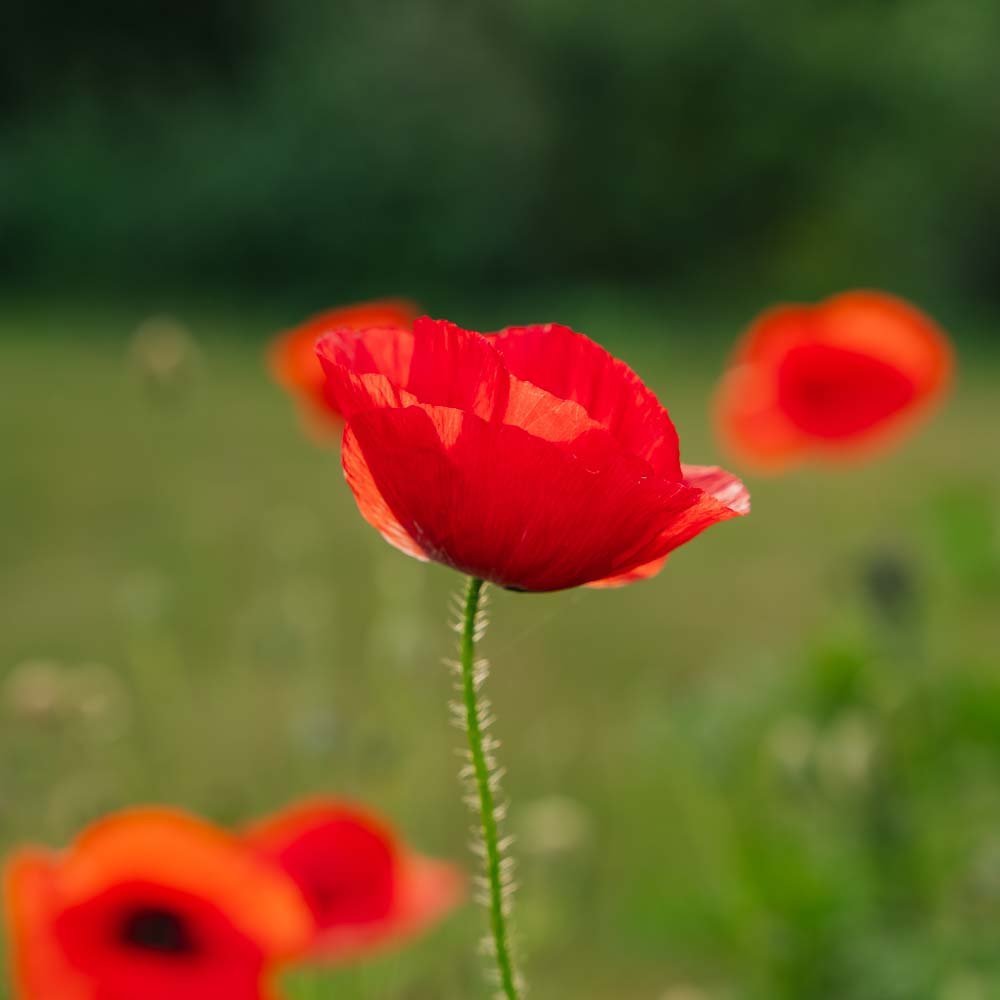 Korenvalmuezaden 'Poppy Mix' - 700 biologische zaden