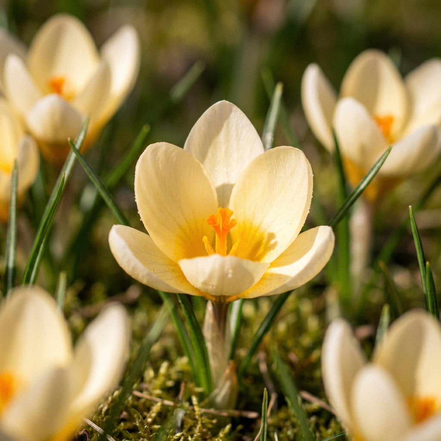 Krokus, Crocus 'Cream Beauty'