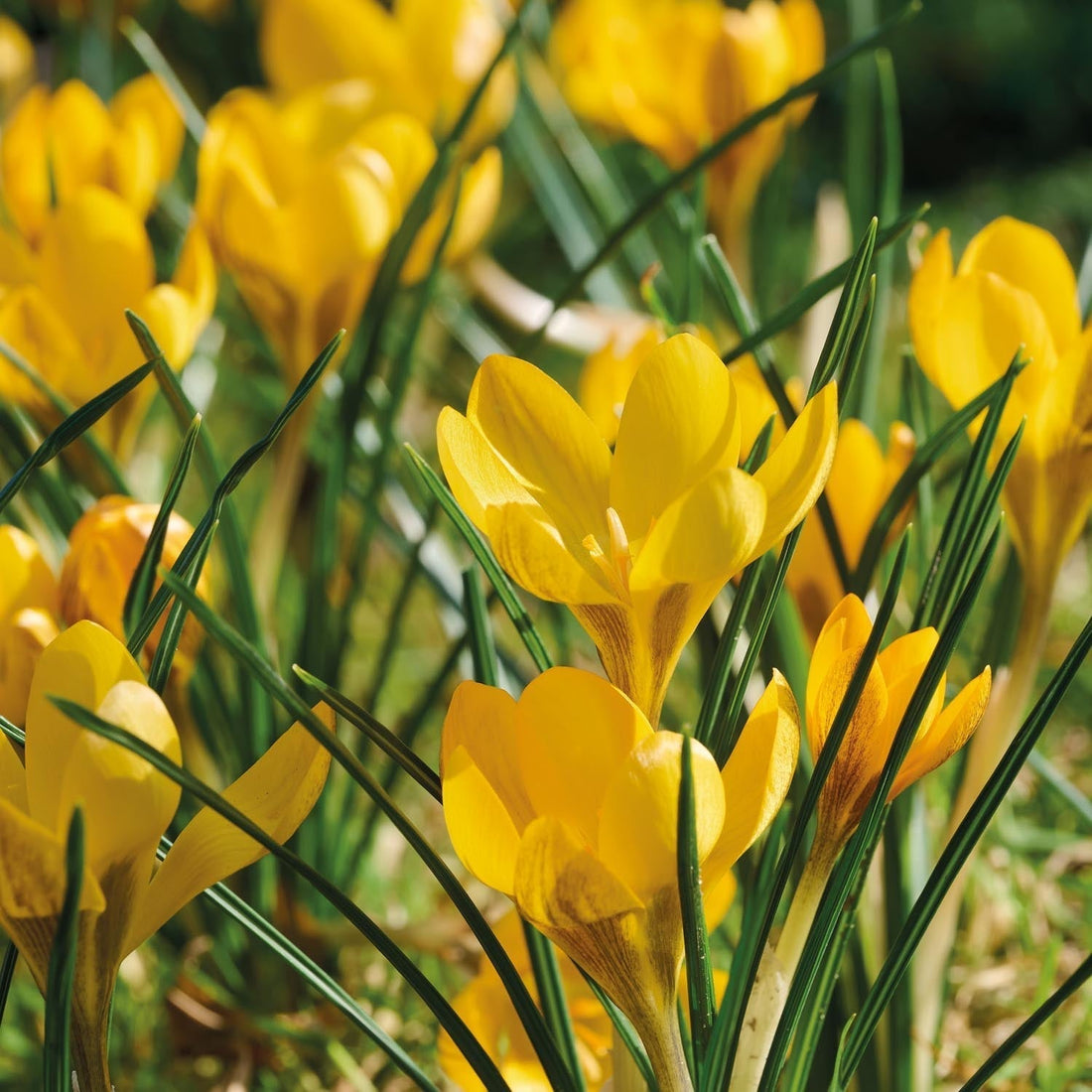 Krokus, Crocus 'Dorothy'