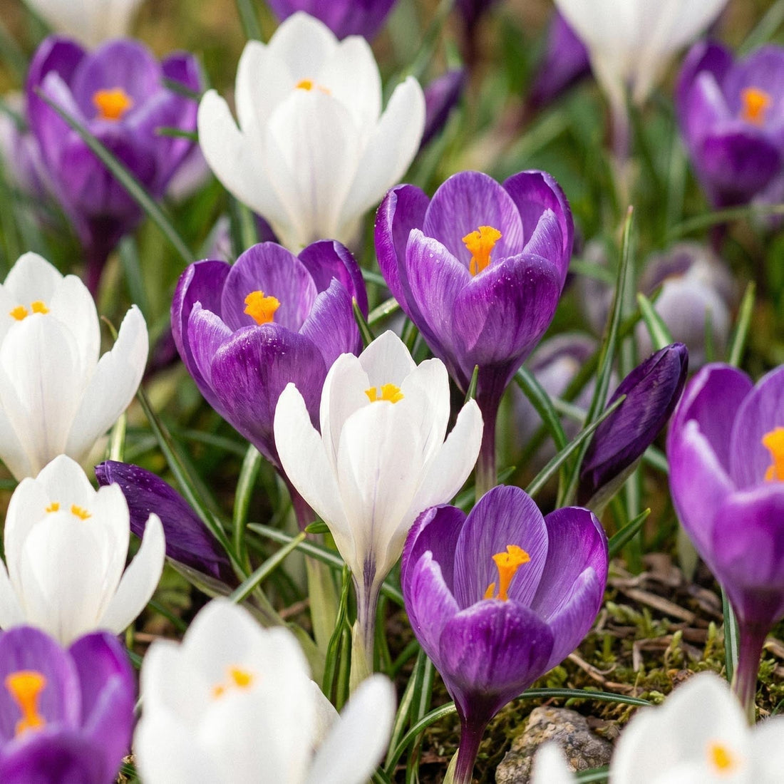 Krokusmix 'White & Purple Mixed'