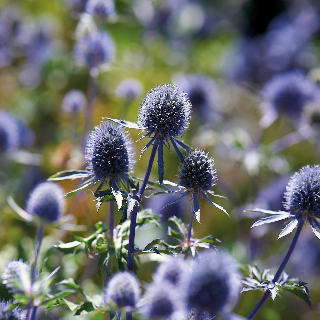 Kruisdistel, Eryngium 'Planum'