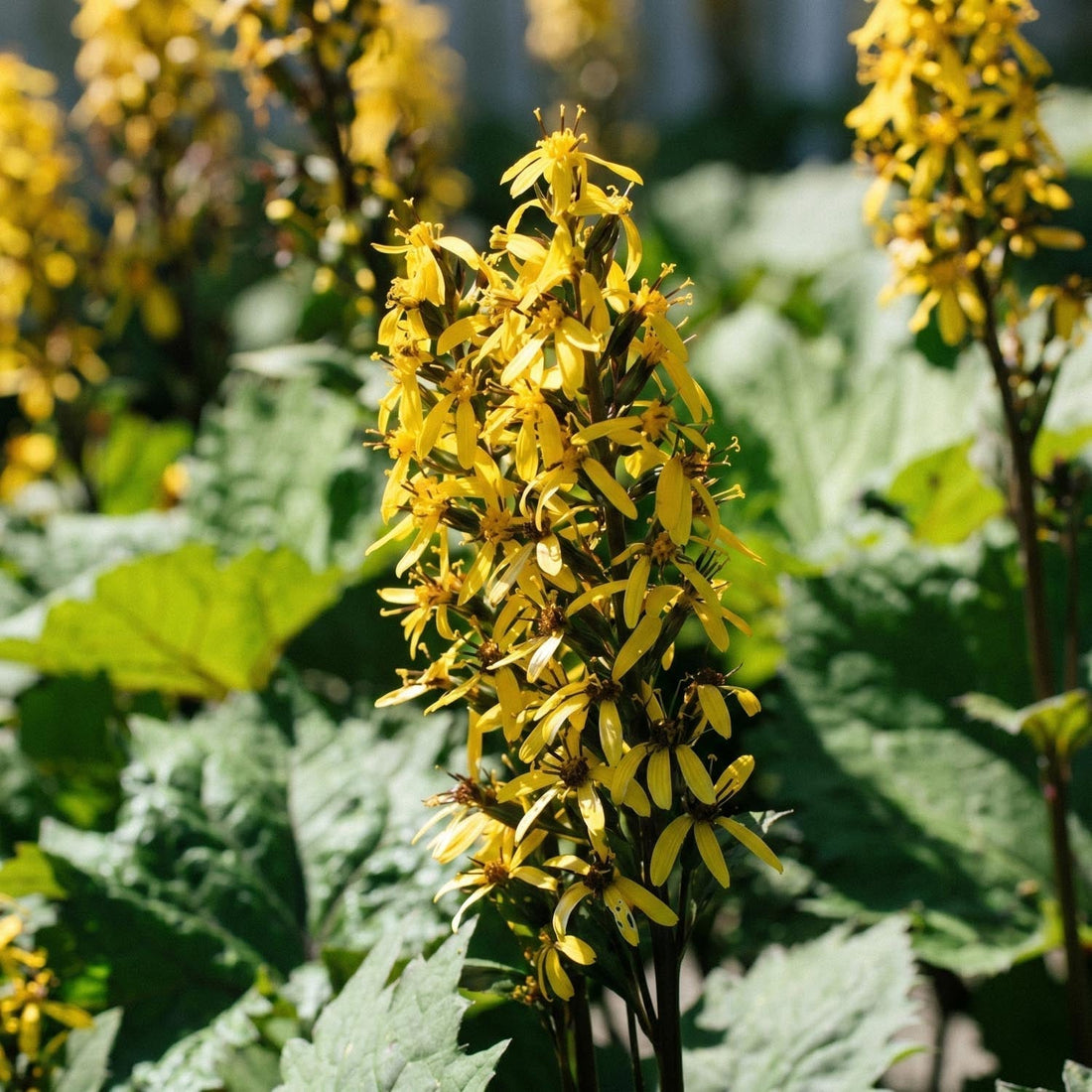 Kruiskruid, Ligularia 'The Rocket'