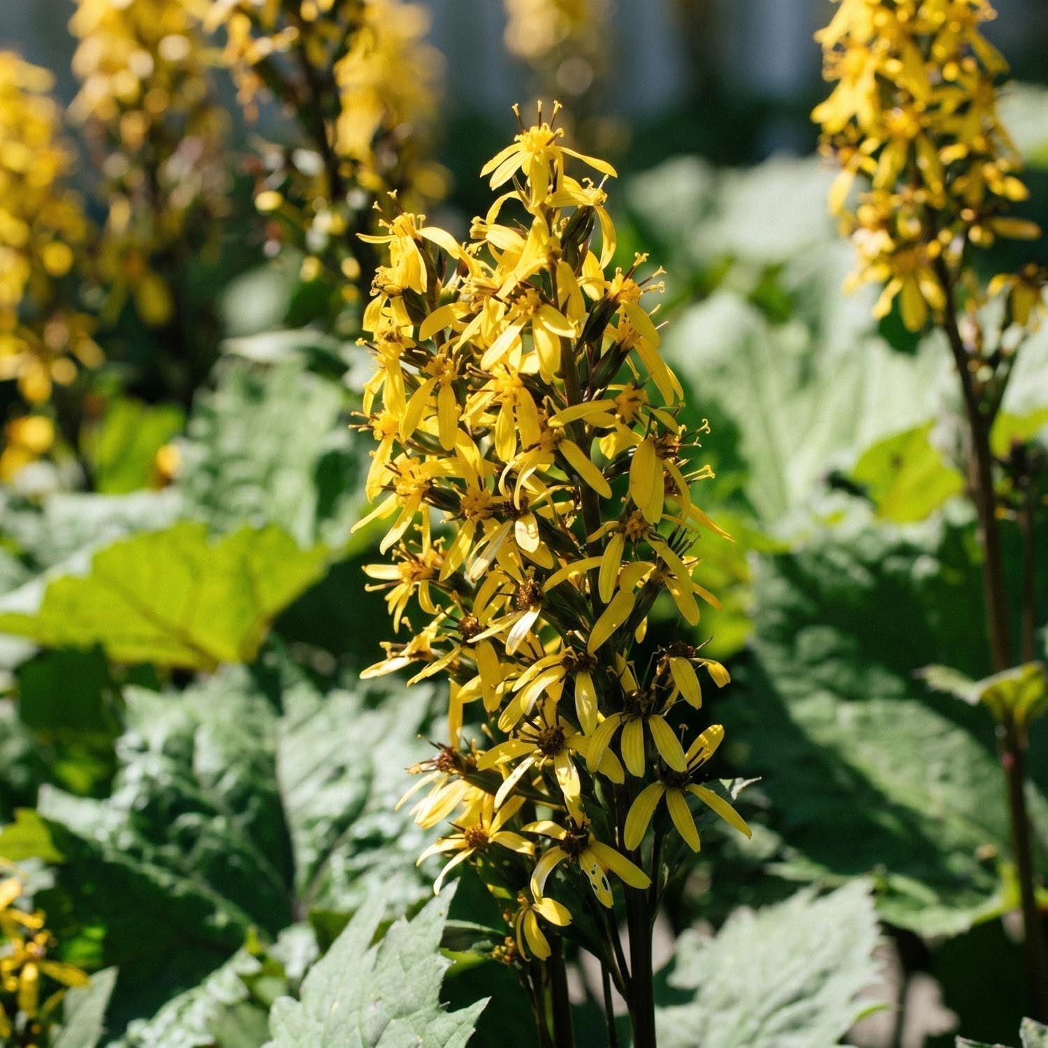 Kruiskruid, Ligularia 'The Rocket'