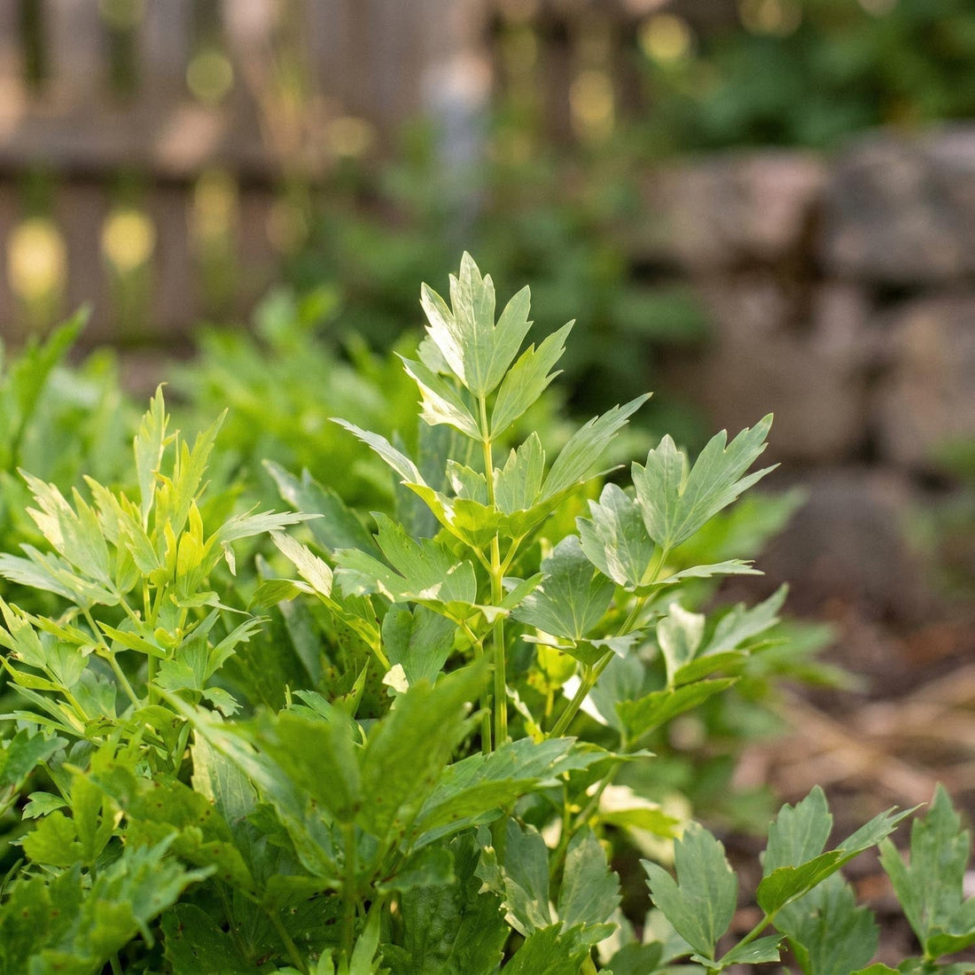 Lavas, Levisticum 'Officinale'