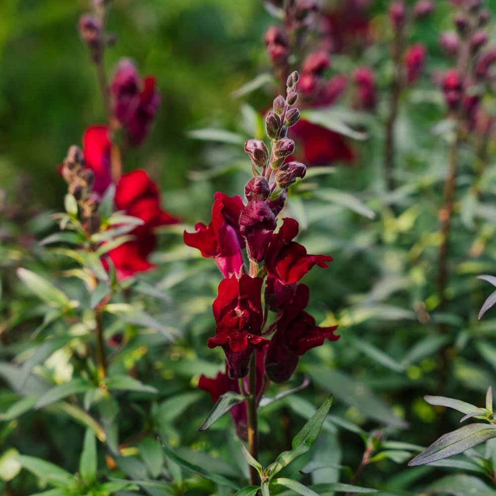 Leeuwenbekzaden 'Black Prince' - 100 biologische zaden