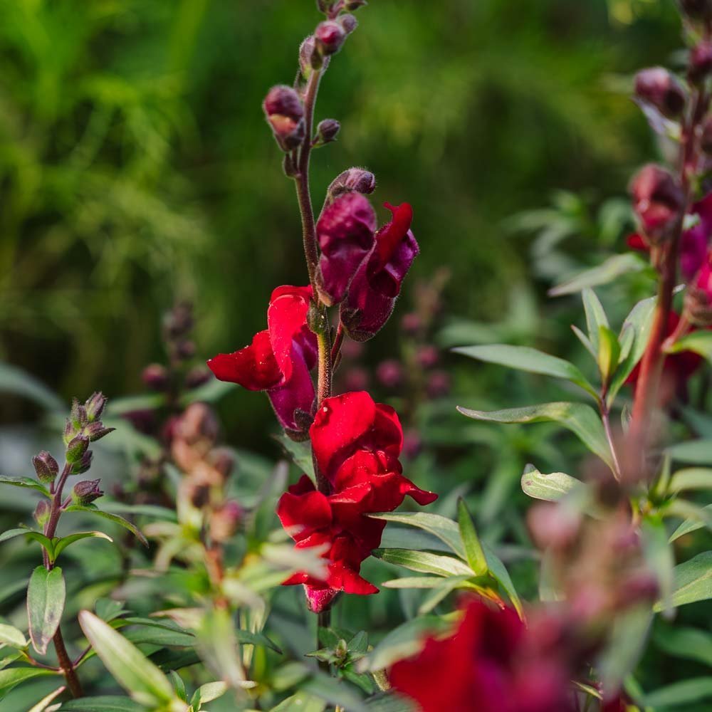 Leeuwenbekzaden 'Black Prince' - 100 biologische zaden