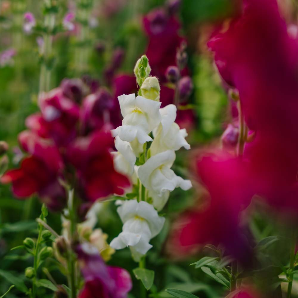 Leeuwenbekzaden 'Snapdragon' - 1500 biologische zaden