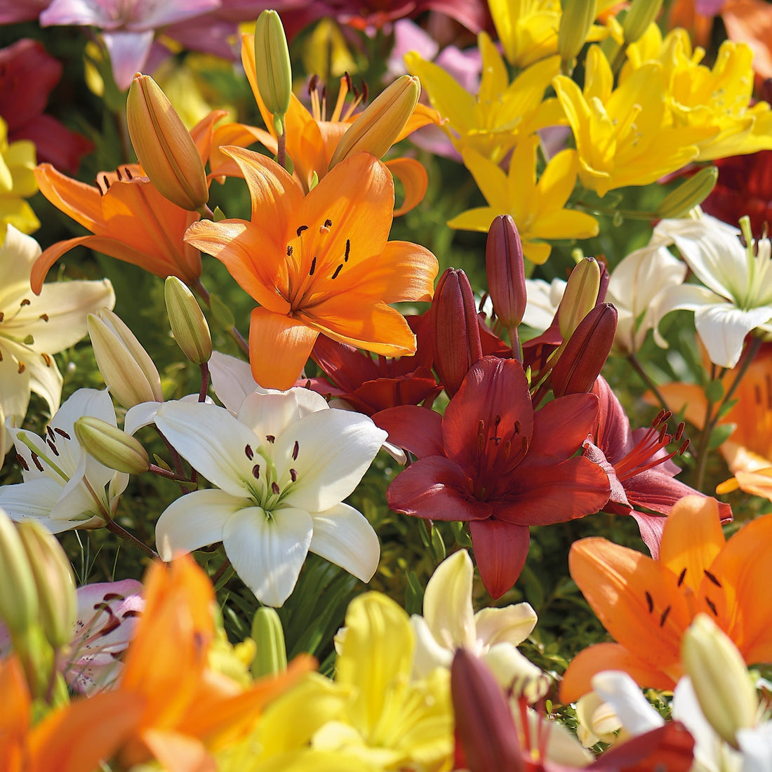 Lelie 'Asiatic Mixed'