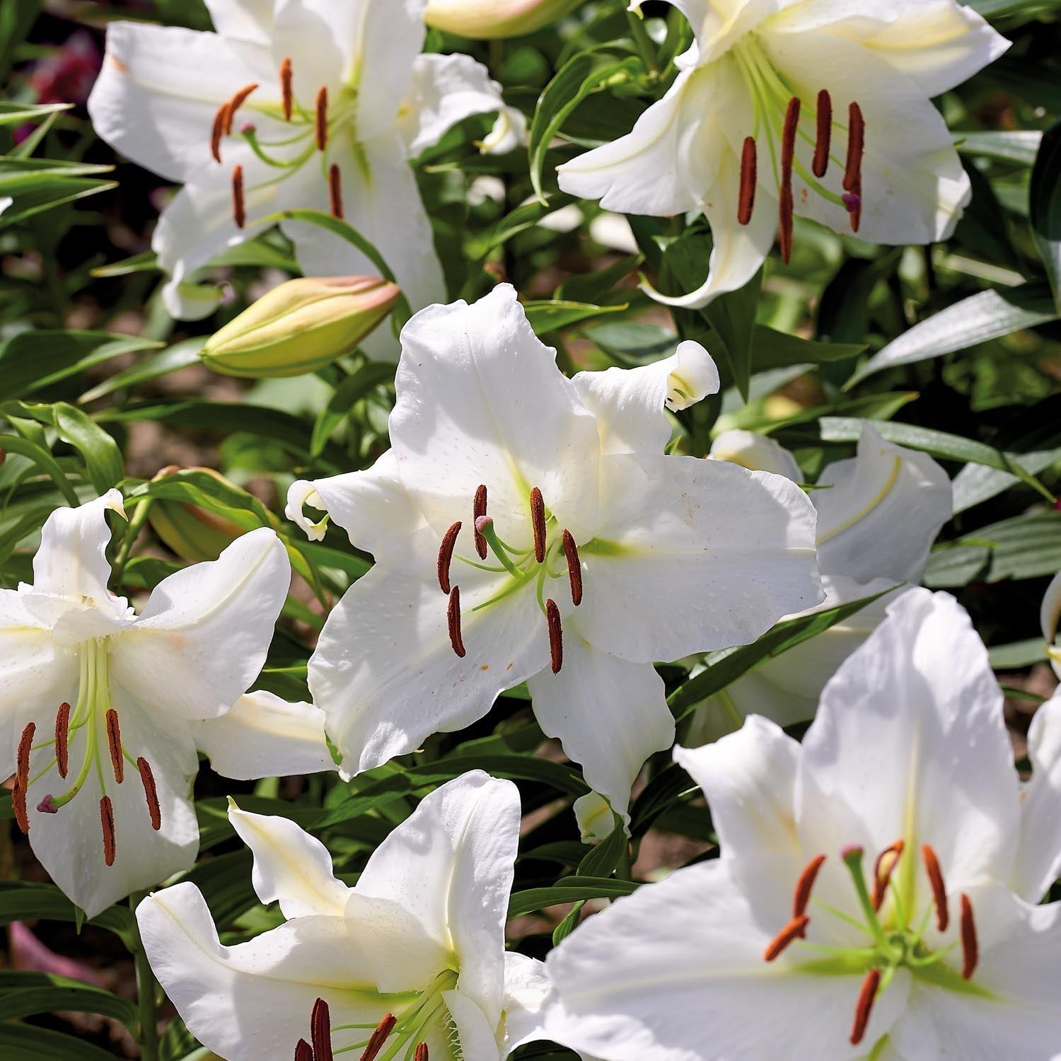 Lelie 'Casablanca'