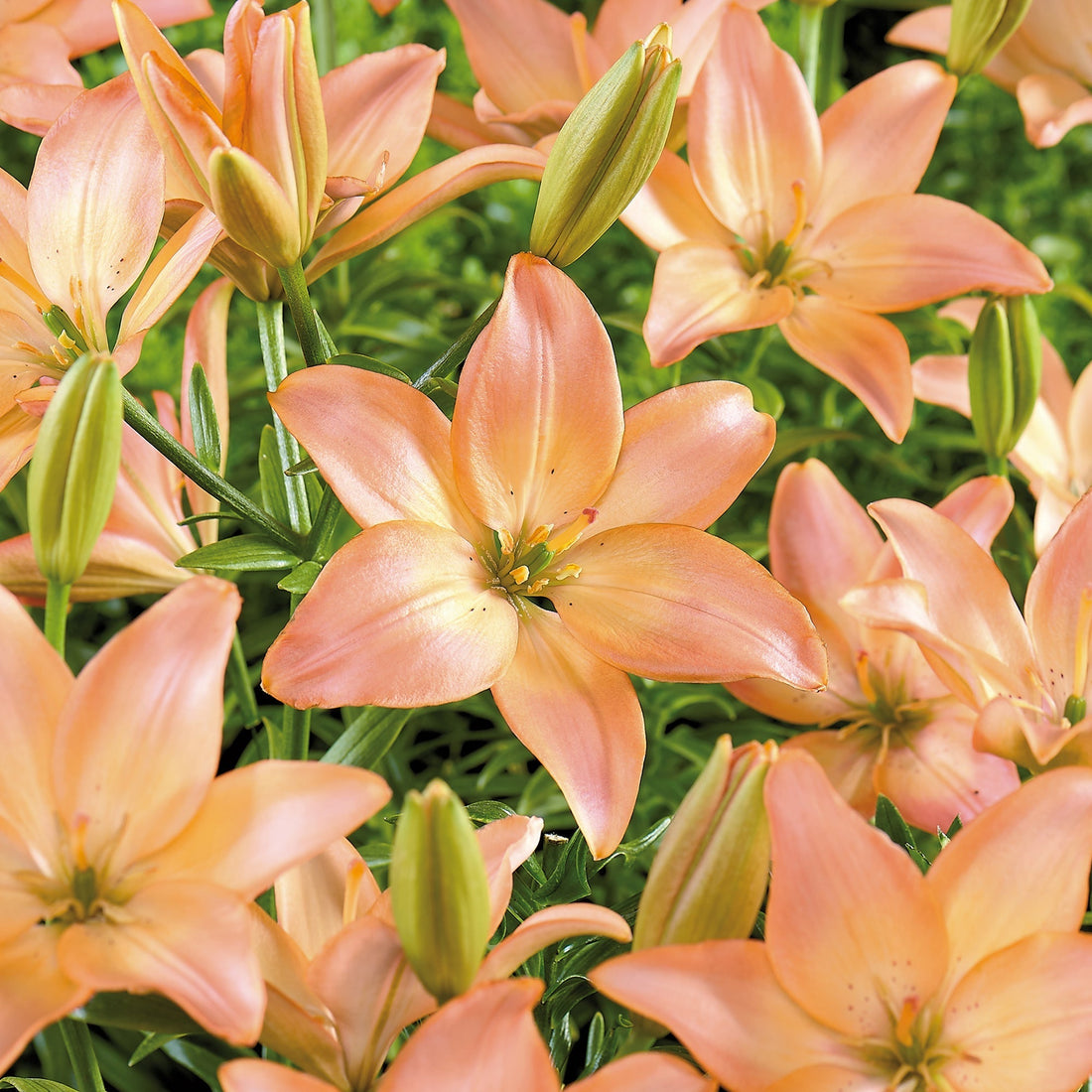 Lelie 'Easy Whisper'