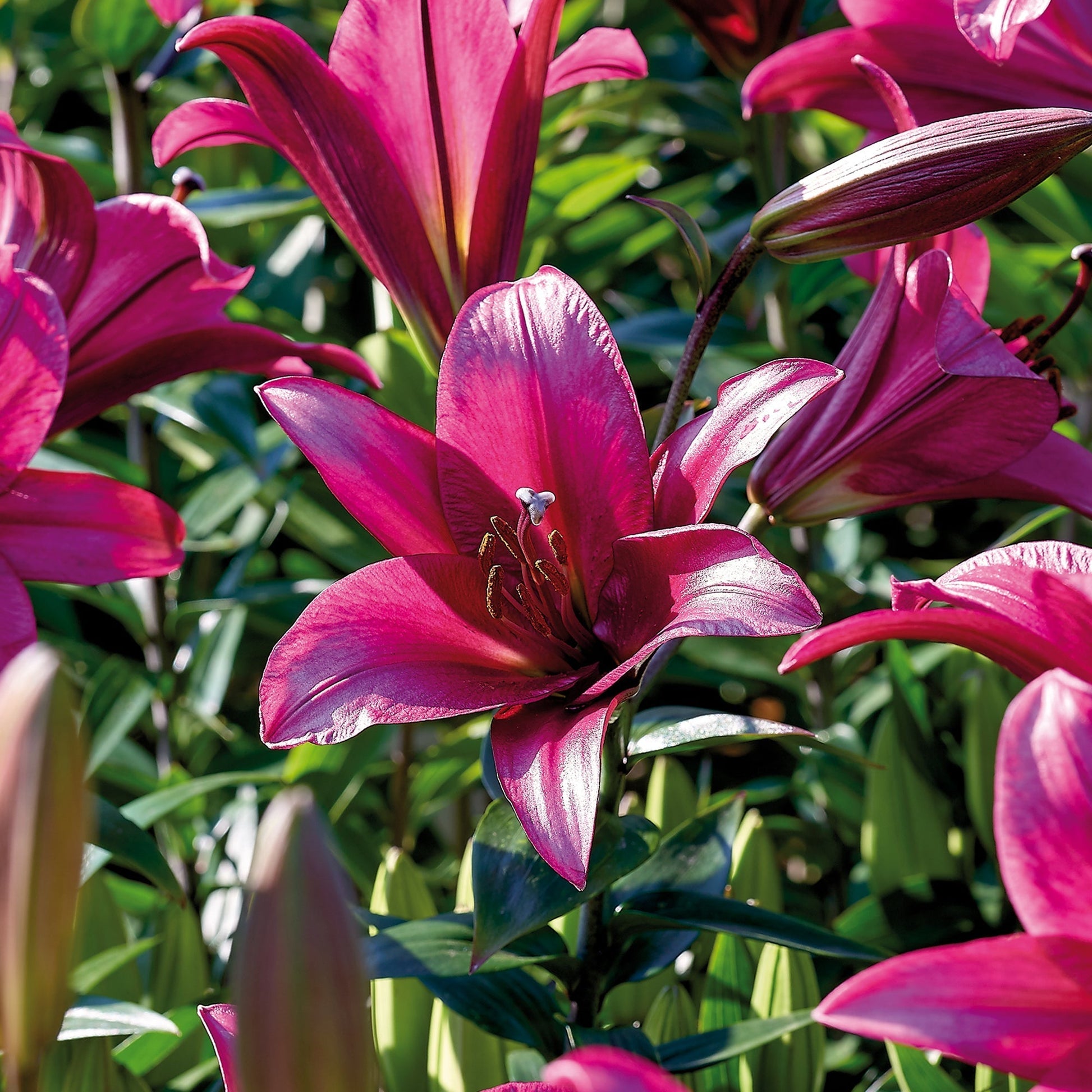 Lelie 'Purple Prince'