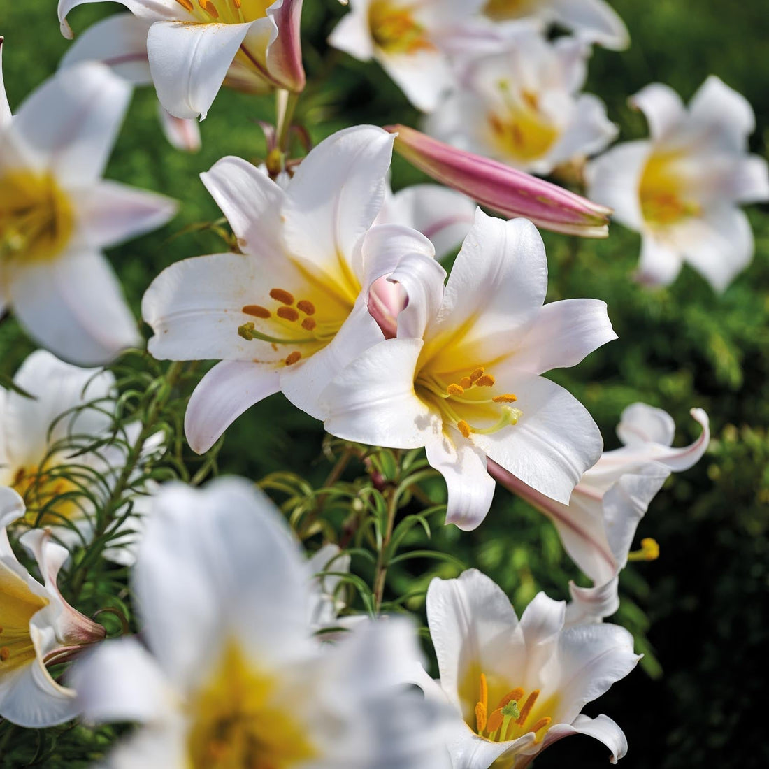 Lelie 'Regale'