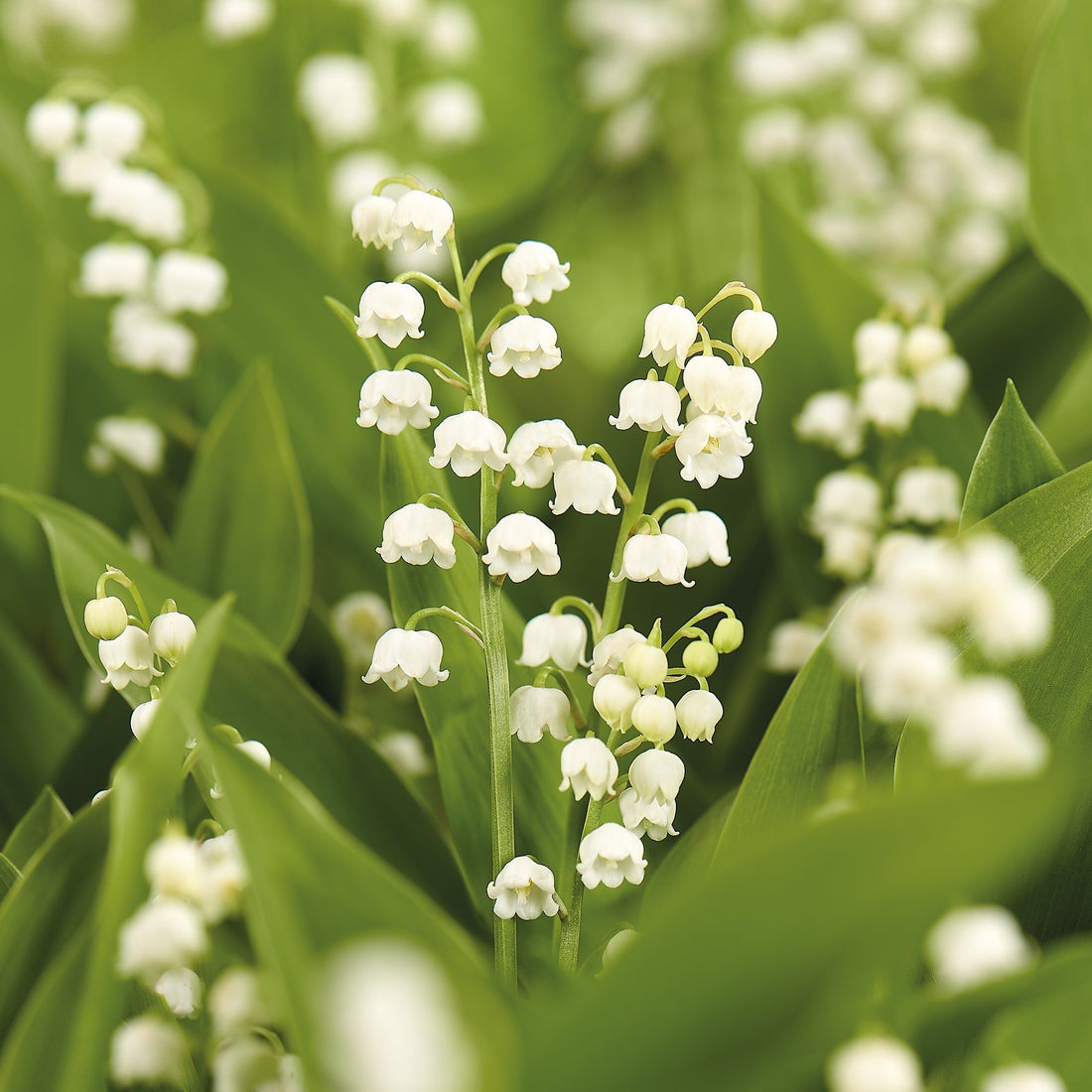 Lelietje - van - dalen, Convallaria Majalis