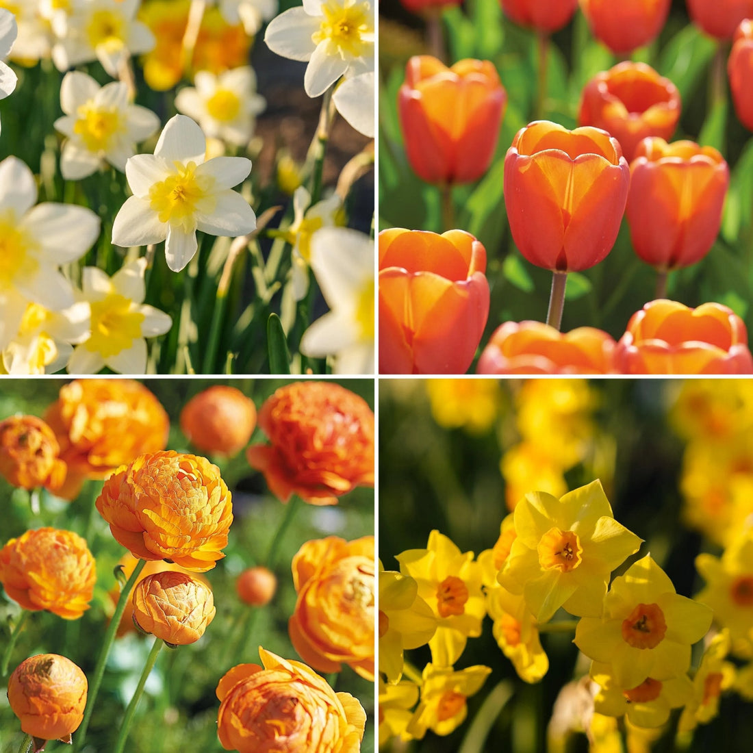 Løglasagne 'Golden Spring'