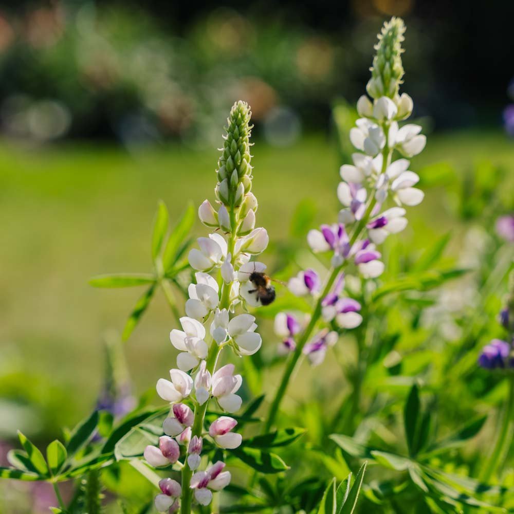 Lupinezaden 'Dwerg Lupine' - 50 biologische zaden