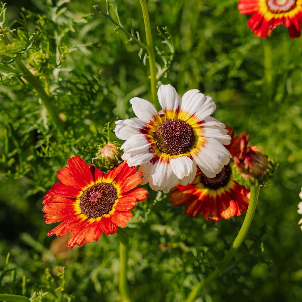 Margrietzaden 'Mix' - 250 biologische zaden