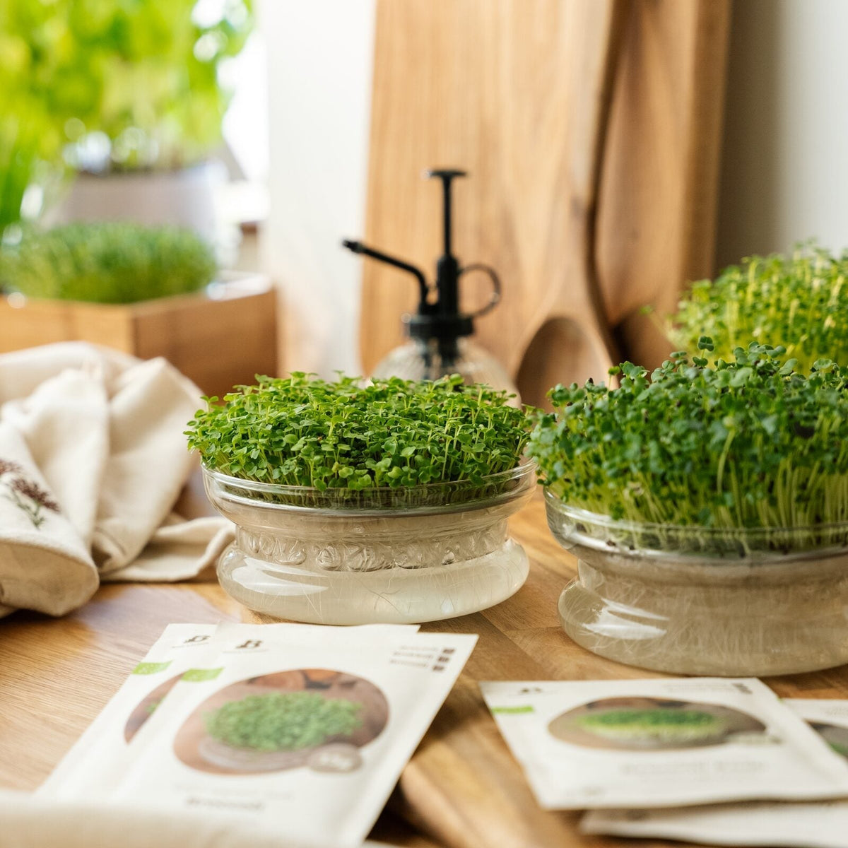 Microgroenten competitiekit met kiembak - 4 zakjes biologische zaden