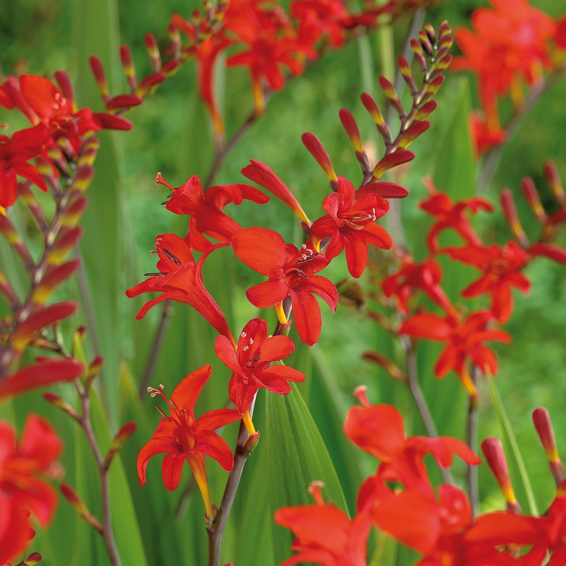 Montbretia, Crocosmia 'Lucifer'