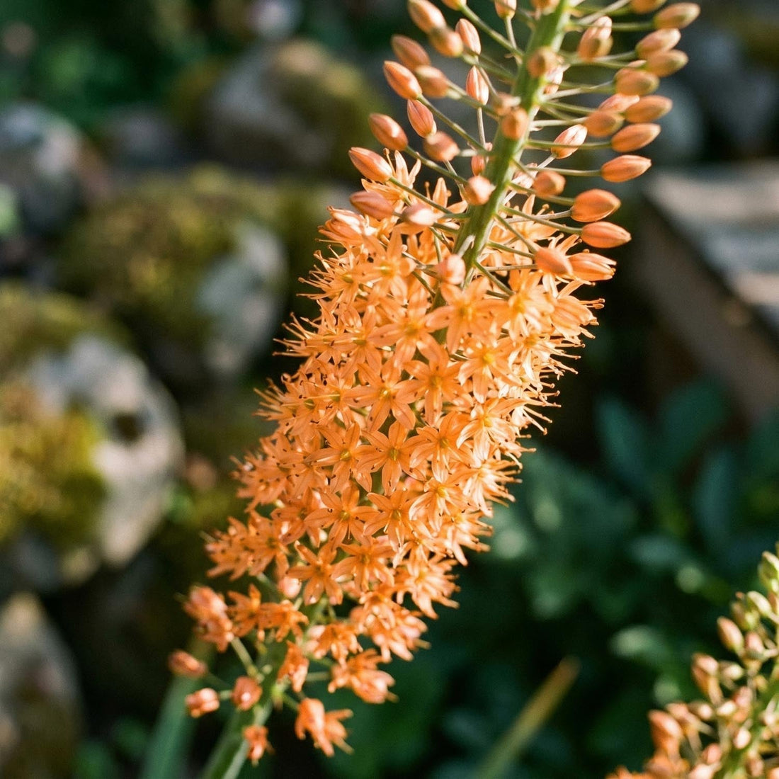 Naald van Cleopatra, Eremurus 'Cleopatra'