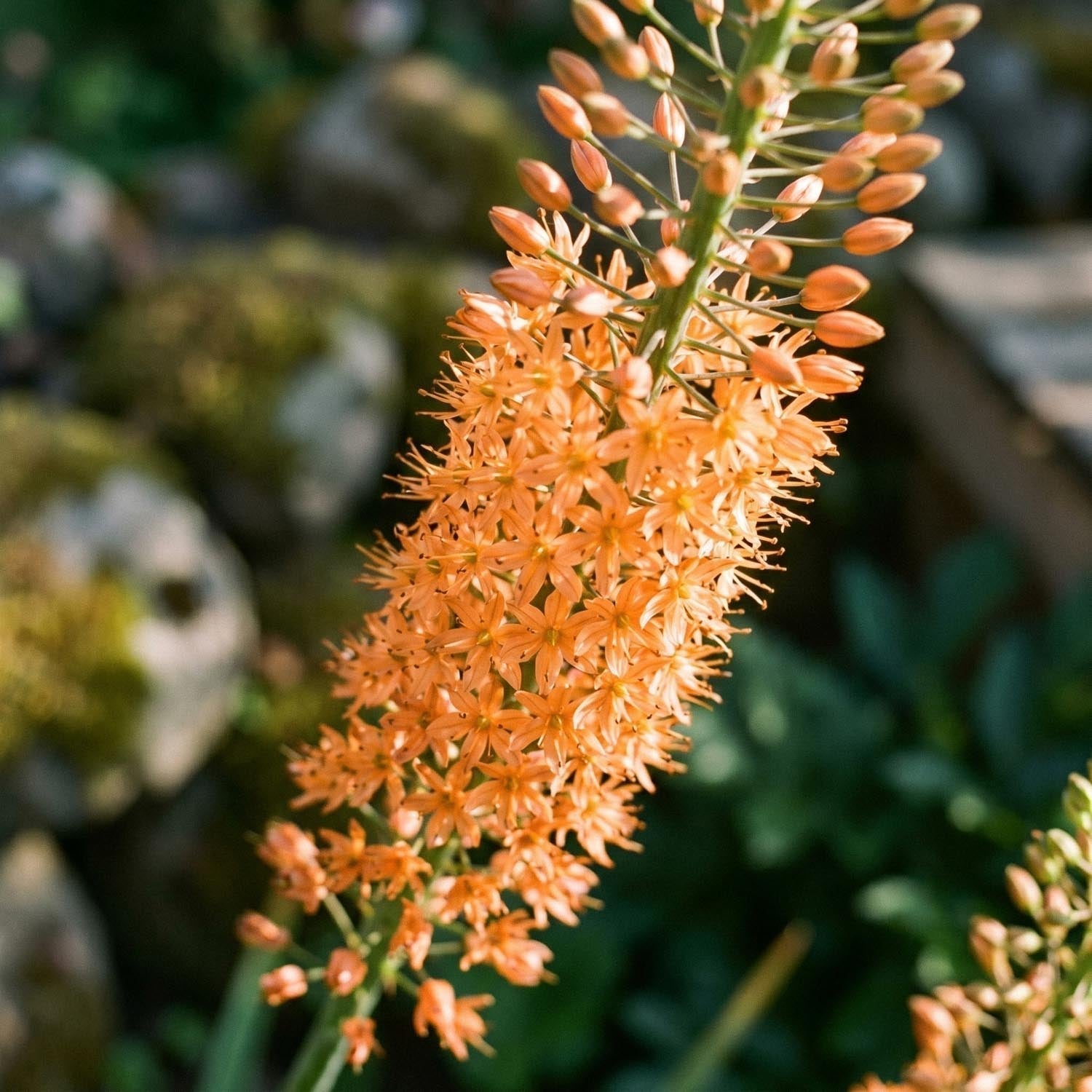 Naald van Cleopatra, Eremurus 'Cleopatra'