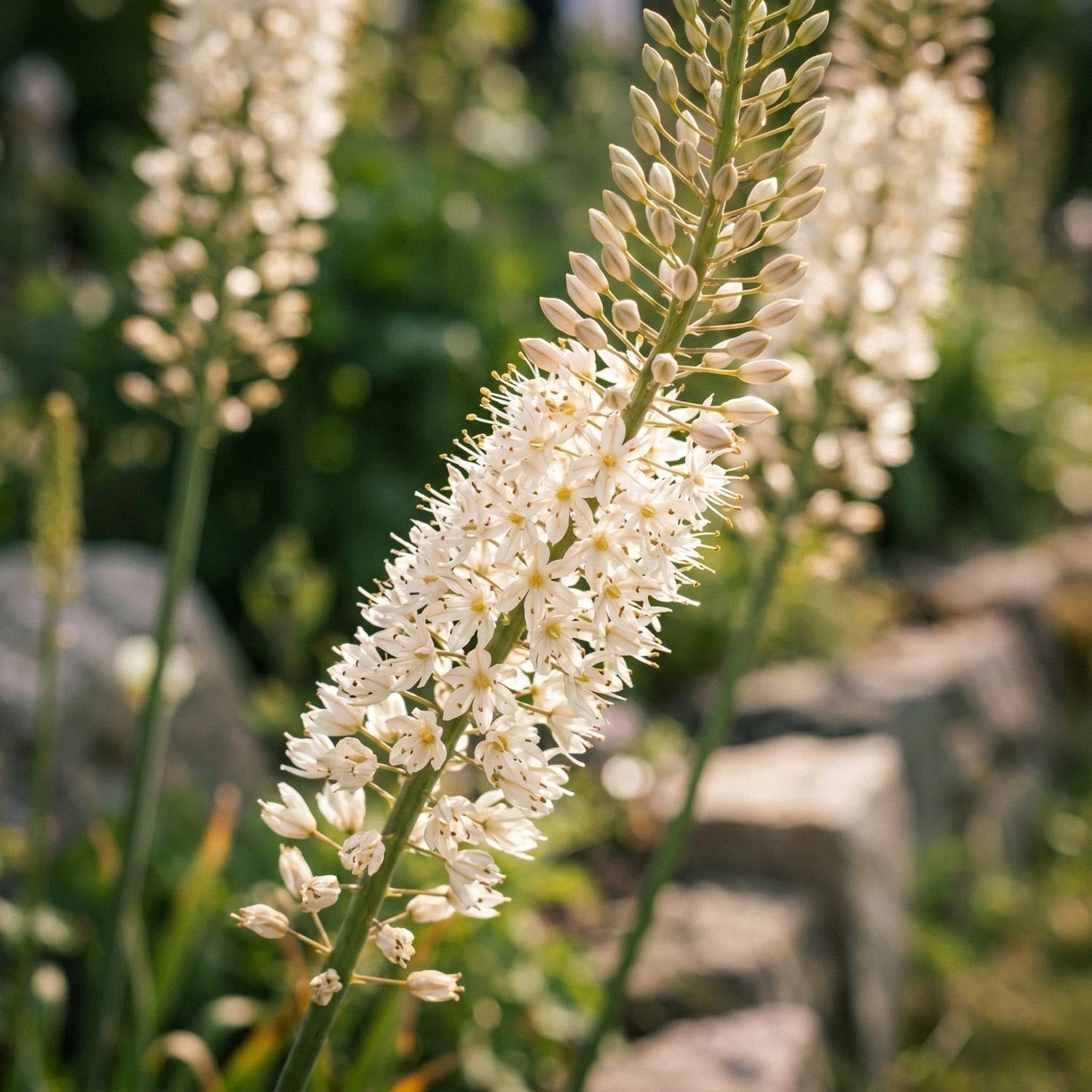 Naald van Cleopatra, Eremurus 'Himalaicus'