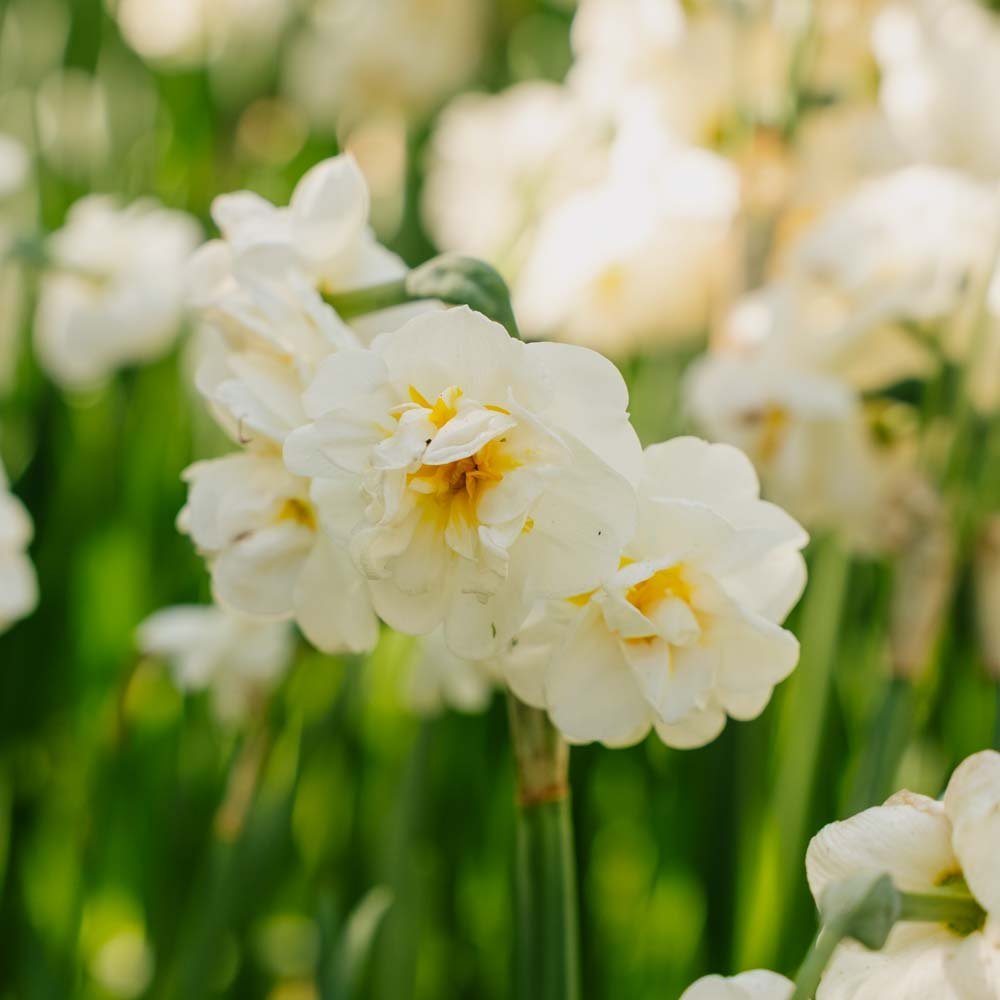 Narcis 'Bridal Crown'