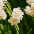 Narcis 'Bridal Crown'