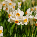 Narcis 'Geranium'