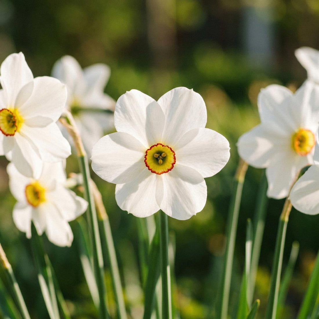 Narcis, Narcissus 'Actea'