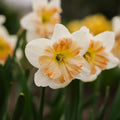 Narcis, Narcissus 'Apple Pie'