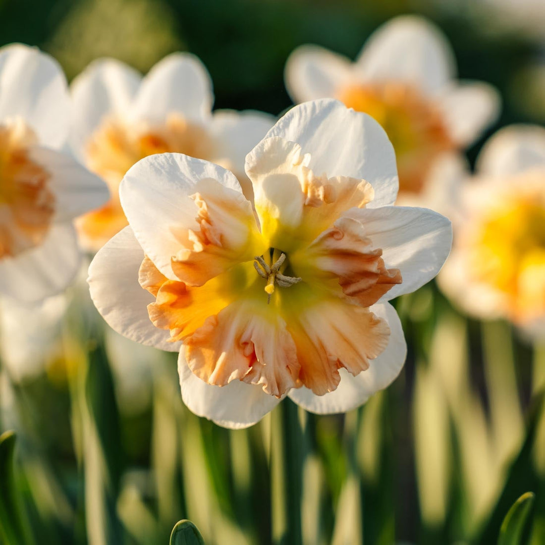 Narcis, Narcissus 'Apple Pie'