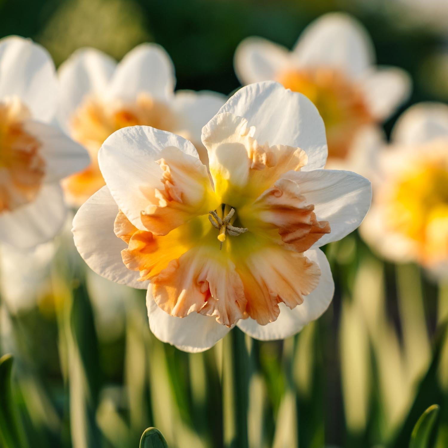 Narcis, Narcissus 'Apple Pie'