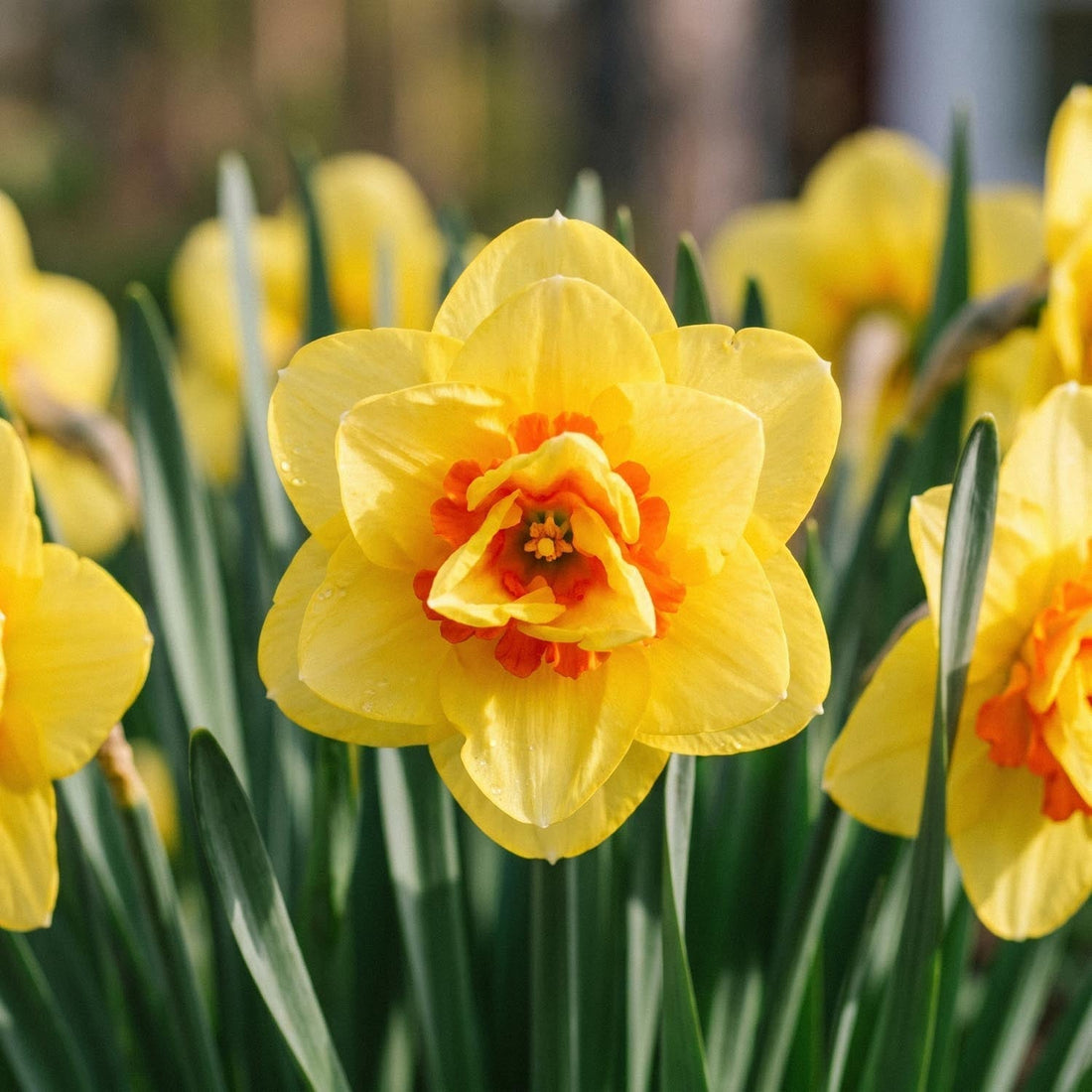 Narcis, Narcissus 'Ascot'