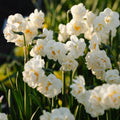 Narcis, Narcissus 'Bridal Crown'
