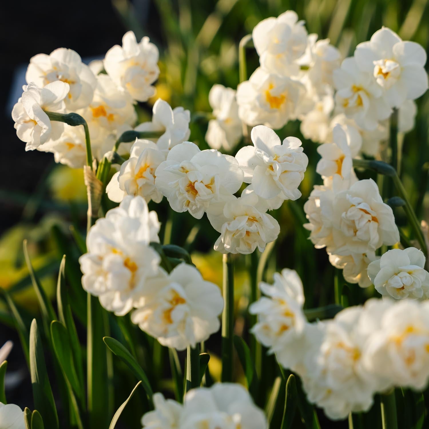 Narcis, Narcissus 'Bridal Crown'