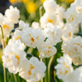 Narcis, Narcissus 'Bridal Crown'