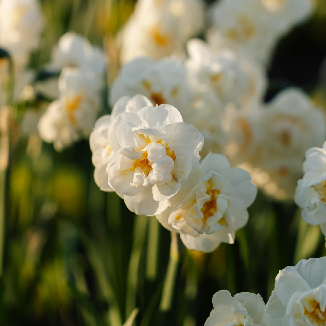 Narcis, Narcissus 'Bridal Crown'