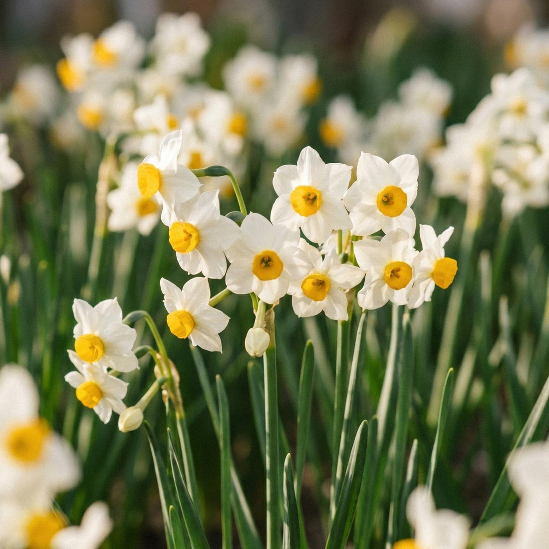 Narcis, Narcissus 'Canaliculatus'