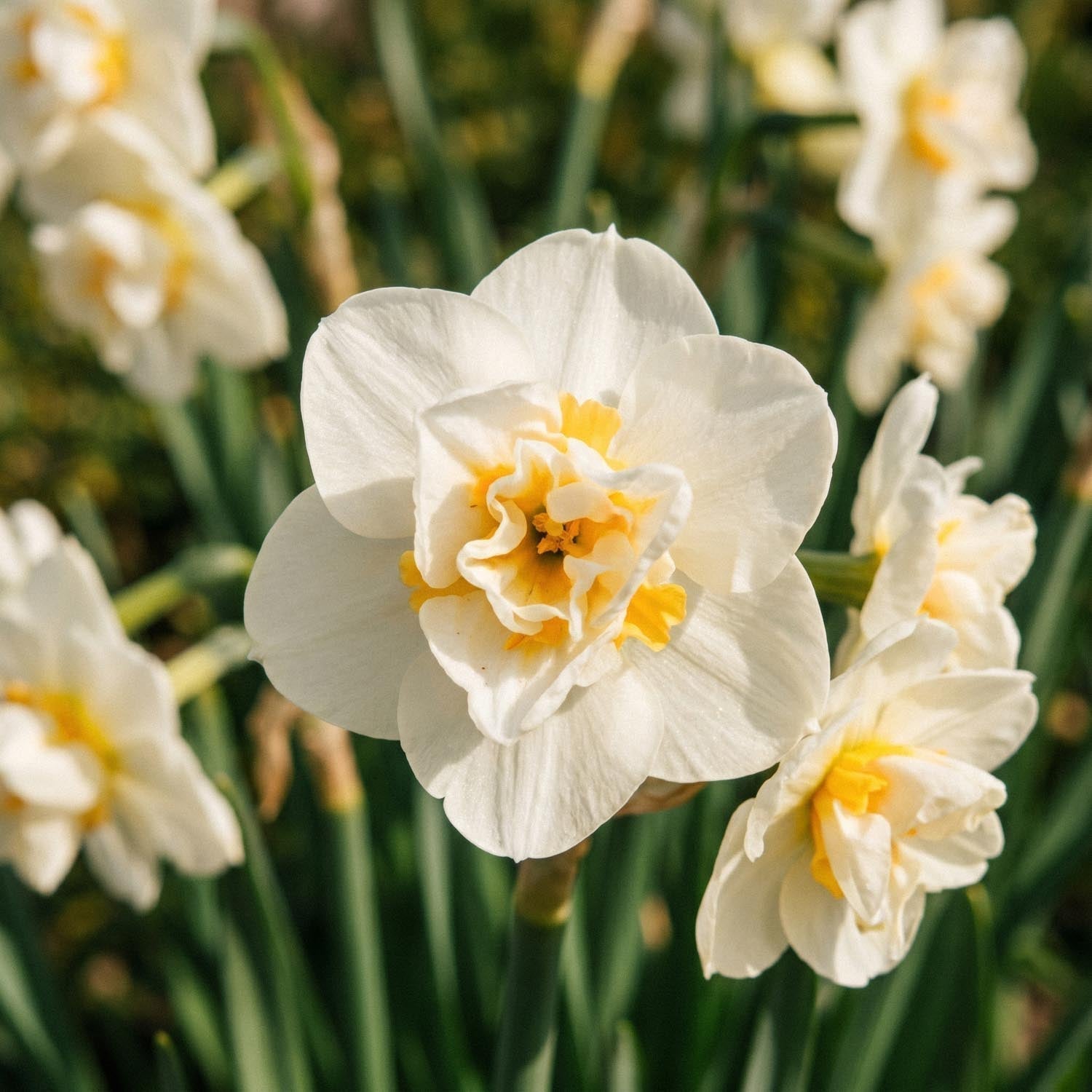 Narcis, Narcissus 'Cheerfulness'