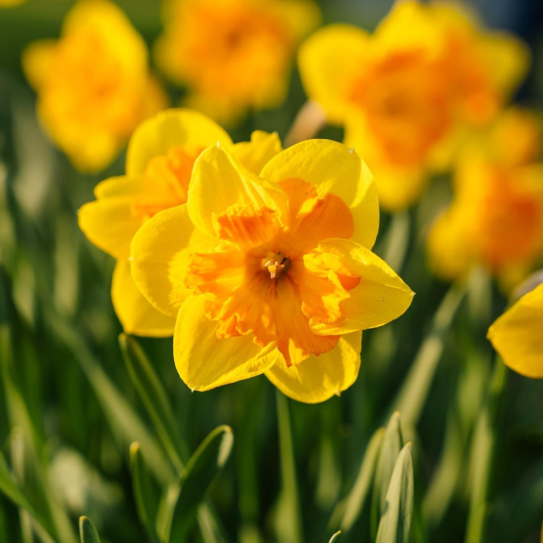 Narcis, Narcissus 'Congress'