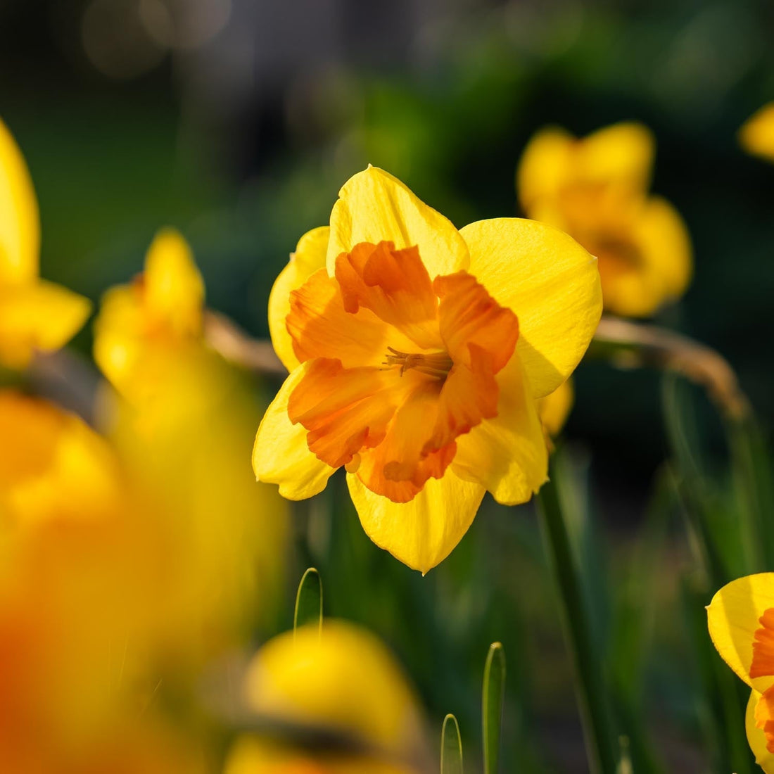 Narcis, Narcissus 'Congress'