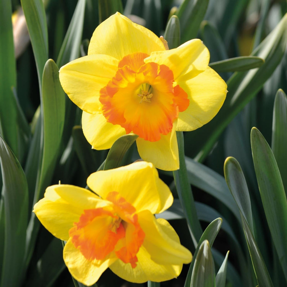 Narcis, Narcissus 'Delibes'